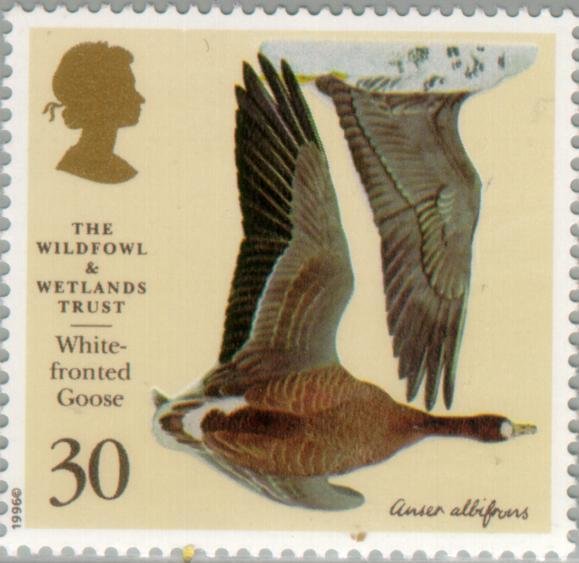 Greater White-fronted Goose (Anser albifrons)
