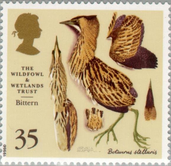 Eurasian Bittern (Botaurus stellaris)