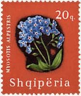 Myosotis Aplestris