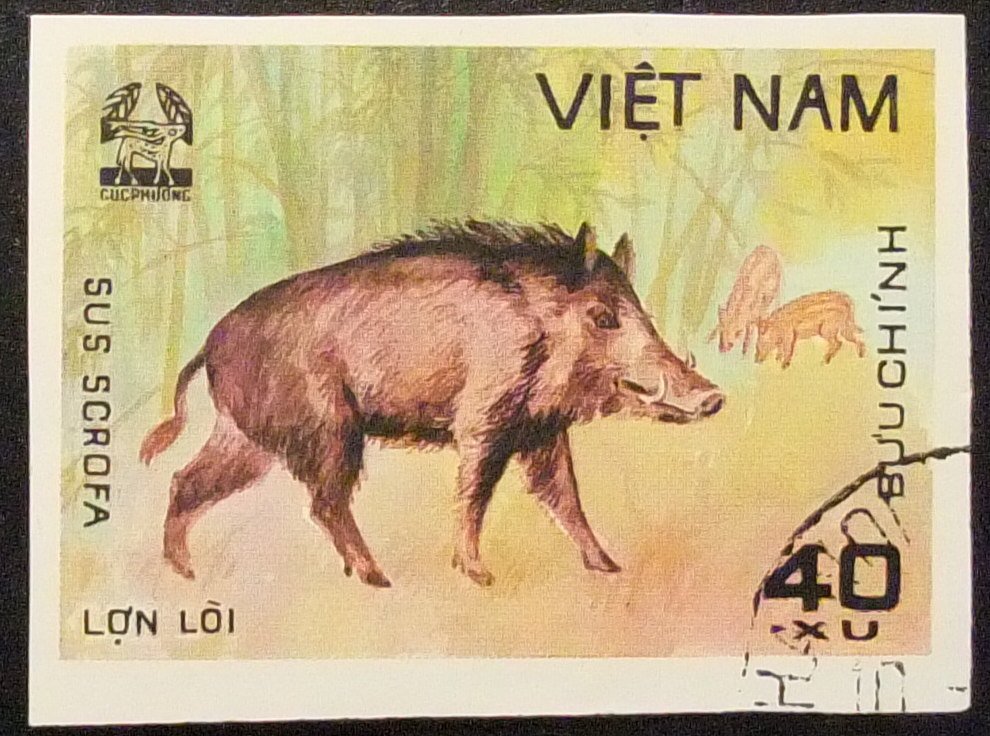 Wild Boar (Sus scrofa)