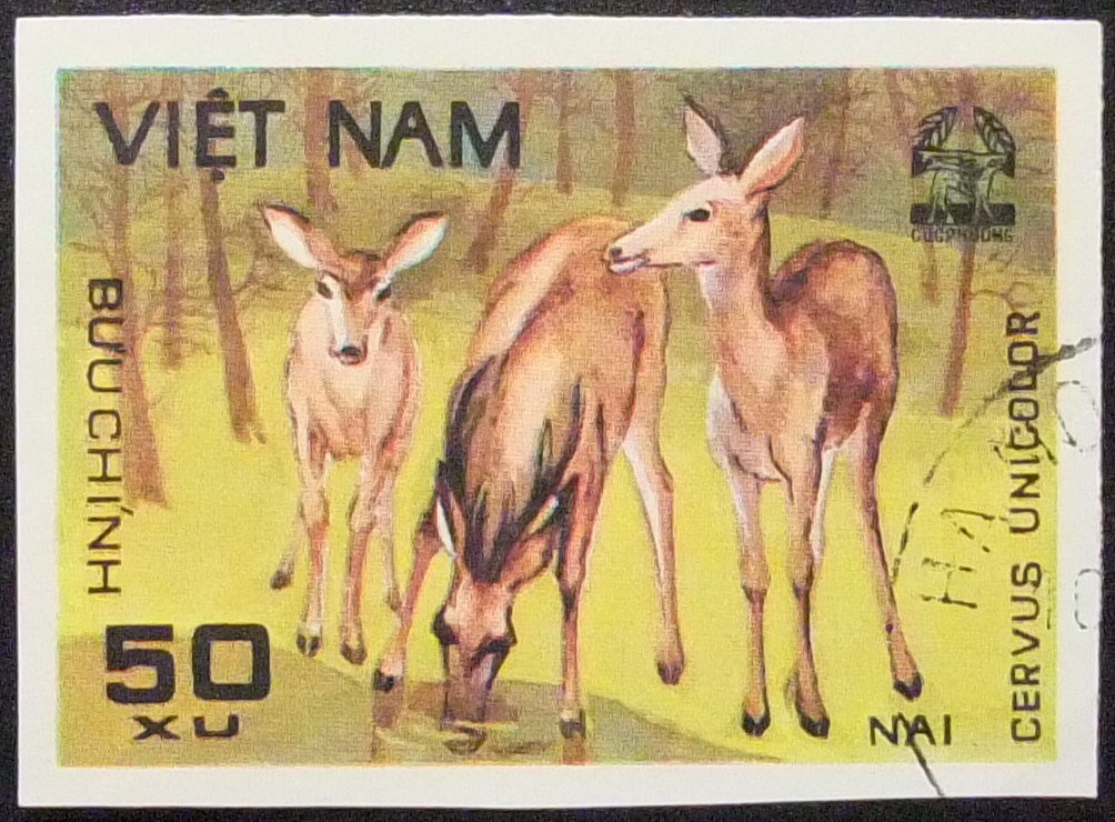 Indian Sambar (Cervus unicolor)