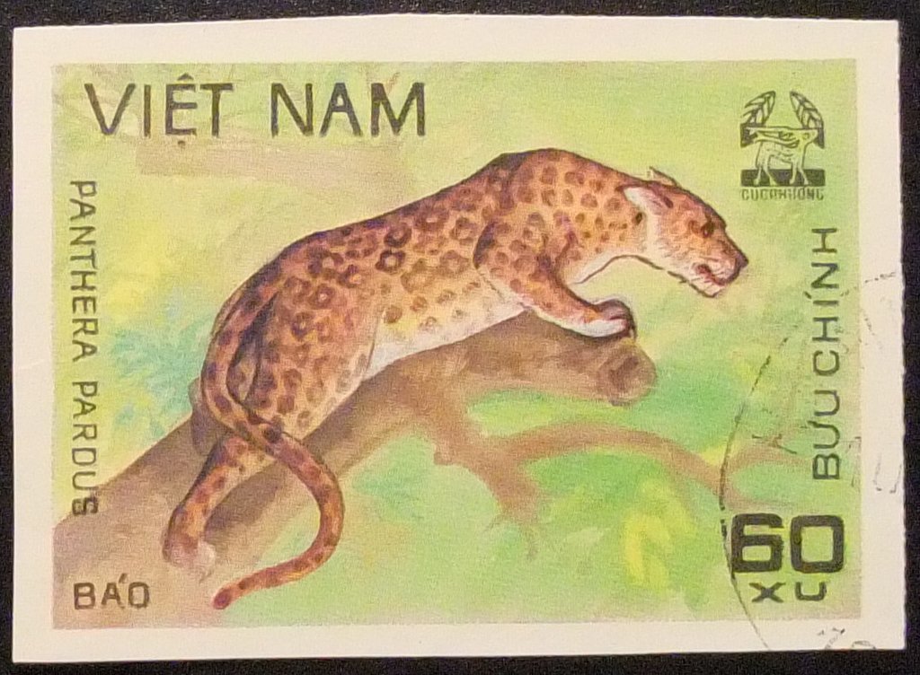 Leopard (Panthera pardus)