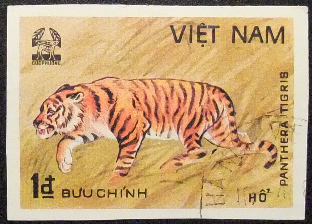 Tiger (Panthera tigris)