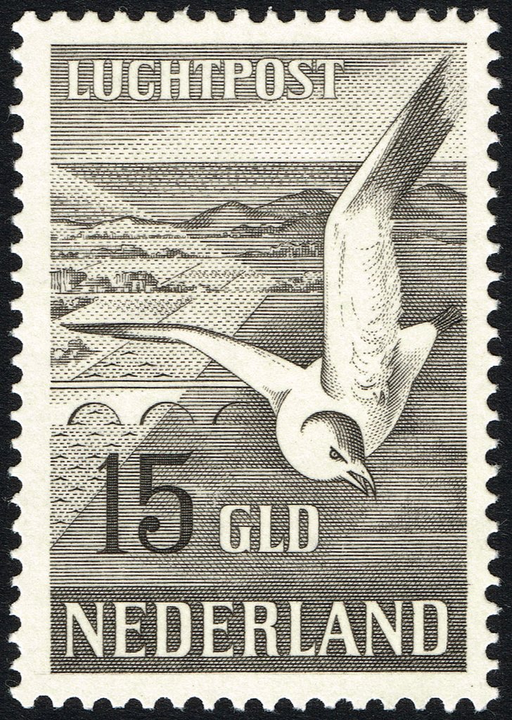 European Herring Gull (Larus argentatus)