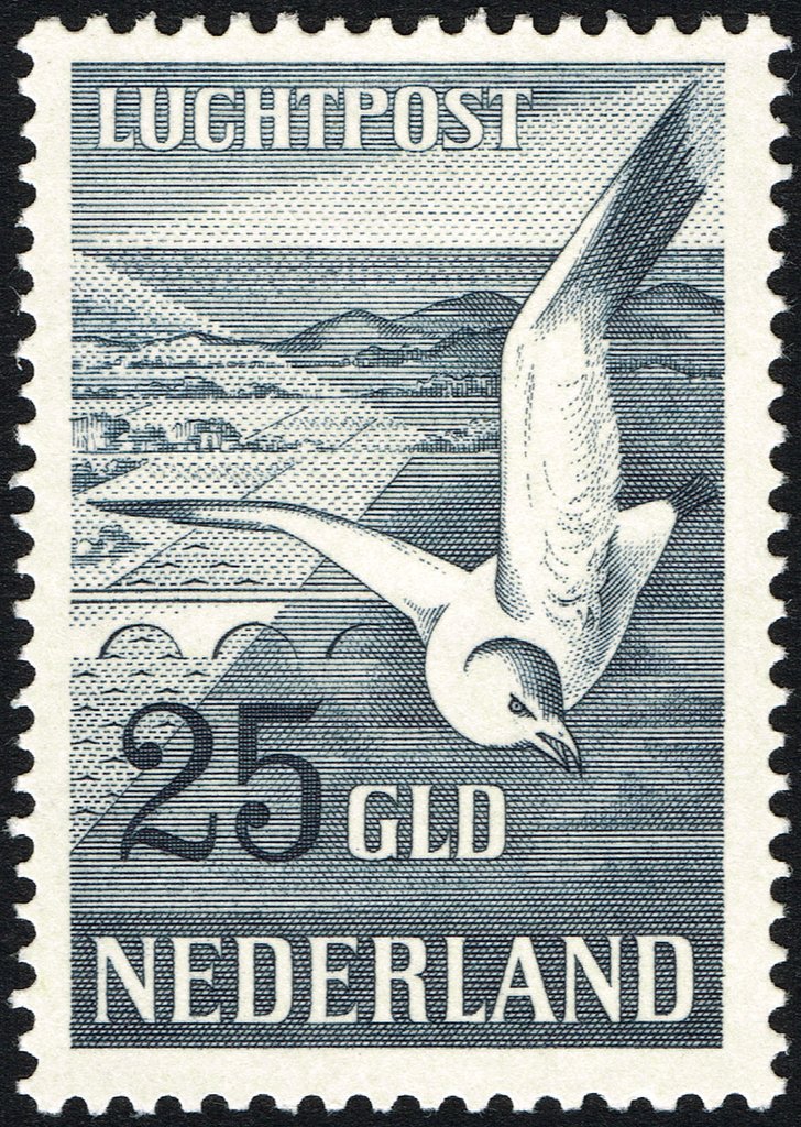 European Herring Gull (Larus argentatus)