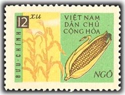 Maize