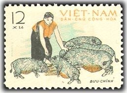 Feeding Pigs (Sus scrofa domestica)