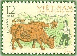 Grazing Cow (Bos indicus taurus)