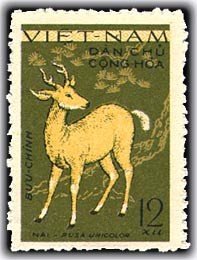 Sambar Deer (Cervus unicolor)