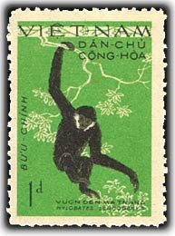 White-cheeked Gibbon (Nomascus sp.)