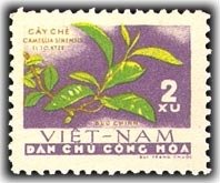 Camellia sinensis
