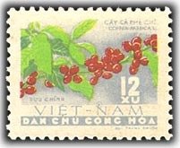 Coffee Plant (coffea Arabica)