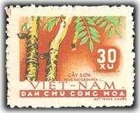 Rhus succedanea