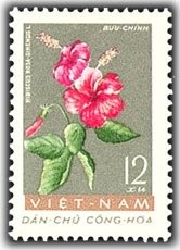 Hibiscus (rosa Sinensis)