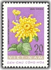 Chrysanthemum (chrysanthemum)