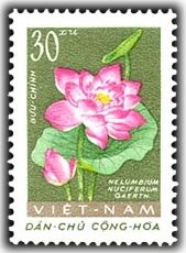 Lotus (nelubium Nuciferum)