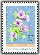 Morning - Glory (pomoea Pulchella)