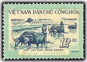 Rice Cultivatien