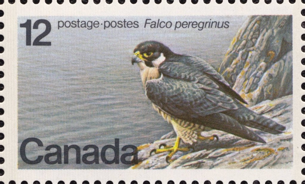 Peregrine Falcon (Falco peregrinus)