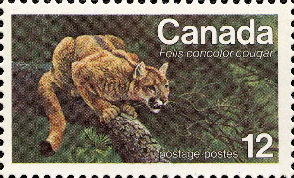Puma (Felis concolor couguar)