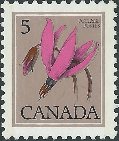 Shooting Star, Dodecatheon hendersonii