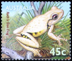 Roth's Tree Frog (Litoria rothii) 