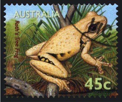 Roth's Tree Frog (Litoria rothii) 