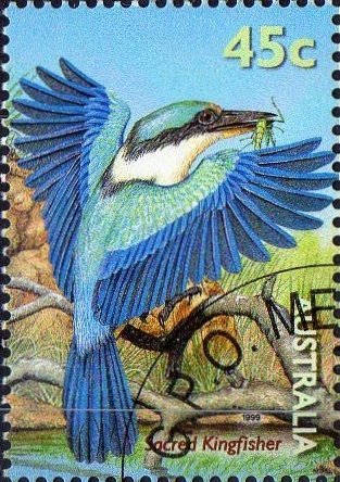 Sacred Kingfisher (Todiramphus sanctus)