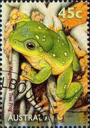 Magnificent Tree Frog (Litoria splendida) 