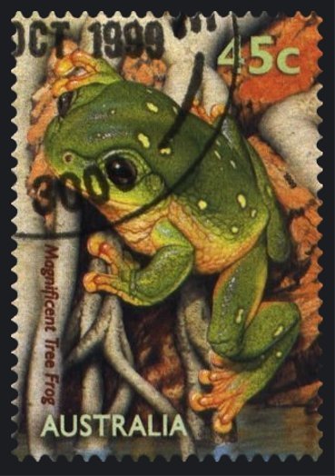 Magnificent Tree Frog (Litoria splendida)