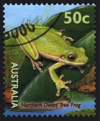 Northern Dwarf Tree Frog (Litoria bicolor)