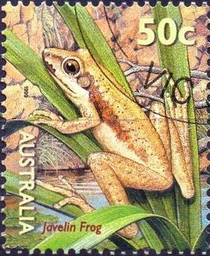 Javelin Frog (Litoria microbelos)