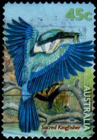Sacred Kingfisher (Todiramphus sanctus)