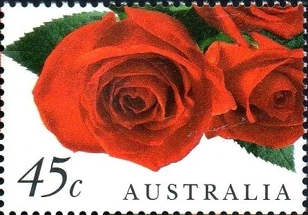 Red Roses