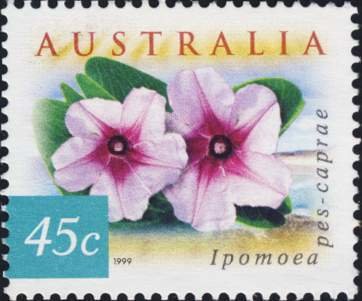 Beach Morning Glory - Ipomoea pes-caprae
