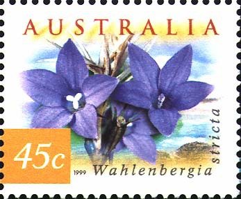 Australian Bluebells - Wahlenbergia stricta