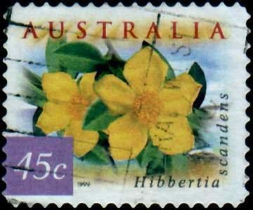 Guinea Flower - Hibbertia scandens