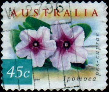 Beach Morning Glory - Ipomoea pes-caprae