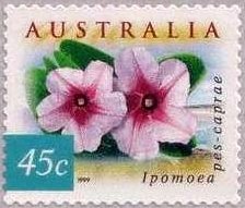 Beach Morning Glory - Ipomoea pes-caprae