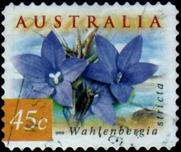Australian Bluebells - Wahlenbergia stricta