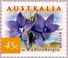 Australian Bluebells - Wahlenbergia stricta