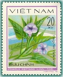 Ipomoea reptans