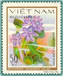 Water hyacinth (Eichhornia crassipes)
