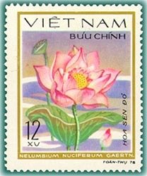 Nelumbium nuciferum gaertn.