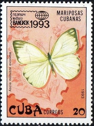 Great Southern White (Ascia monuste ssp. evonima)