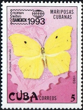 Yellow-angled Sulphur (Anteos maerula)