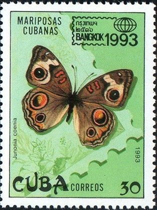 Mangrove Buckeye (Junonia evarete coenia)