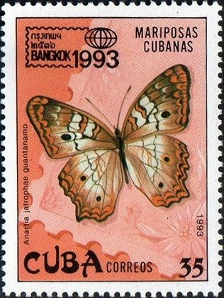 White Peacock (Anartia jatrophae guantanamo)