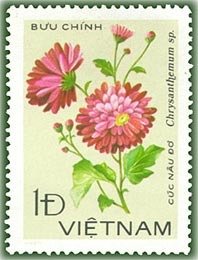 Reddish chrysanthemum
