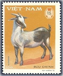 Domestic Goat (Capra aegagrus hircus)
